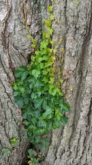 Parthenocissus tricuspidata