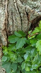 Parthenocissus tricuspidata