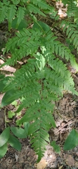 Pteridium pinetorum