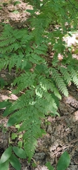 Pteridium pinetorum