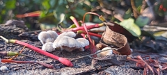 Schizophyllum commune