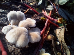 Schizophyllum commune