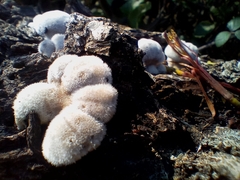Schizophyllum commune