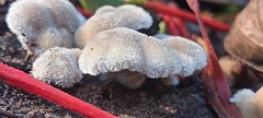 Schizophyllum commune
