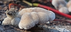 Schizophyllum commune