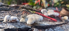 Schizophyllum commune