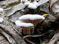 Schizophyllum commune