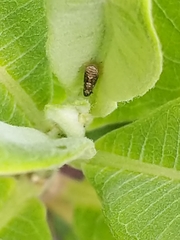 Grapholita interstinctana