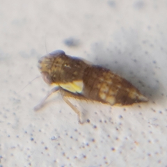 Balcanocerus provancheri