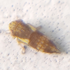 Balcanocerus provancheri