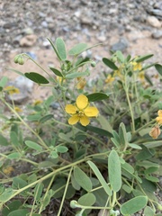 Senna bauhinioides