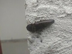 Hemicrepidius nemnonius