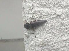 Hemicrepidius nemnonius