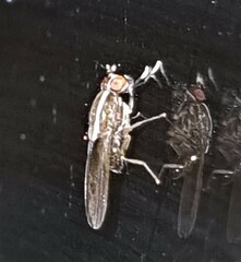 Poecilohetaerus pinnatus