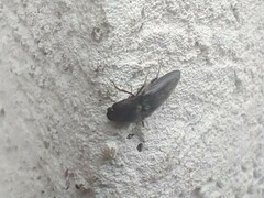 Hemicrepidius nemnonius