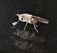 Poecilohetaerus pinnatus