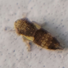 Balcanocerus provancheri