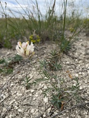Astragalus zingeri