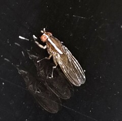 Poecilohetaerus pinnatus