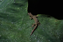 Khlong Lan Dwarf Gecko photo 2