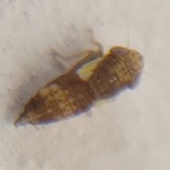 Balcanocerus provancheri