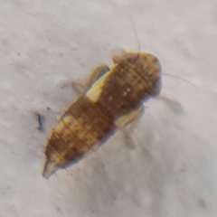 Balcanocerus provancheri