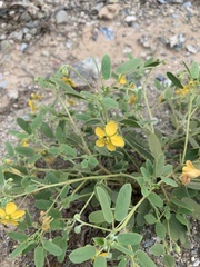Senna bauhinioides