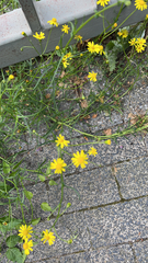 Senecio inaequidens