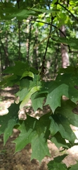 Acer platanoides