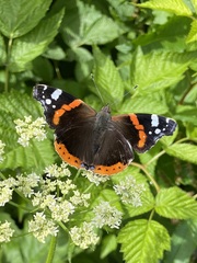 Vanessa atalanta