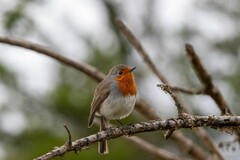 Erithacus rubecula superbus