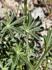 Lupinus lepidus sellulus