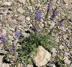 Lupinus lepidus sellulus