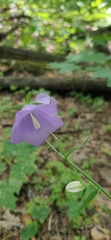 Campanula persicifolia