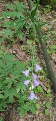 Campanula persicifolia