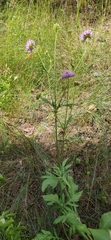 Knautia arvensis