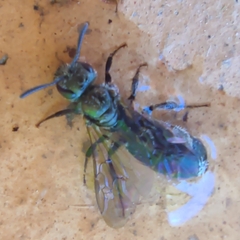 Lasioglossum nitidulum