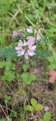 Securigera varia
