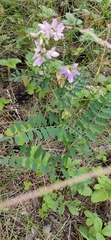 Securigera varia