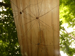 Leiobunum aldrichi