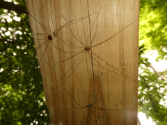 Leiobunum aldrichi