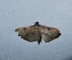 Nacoleia charesalis