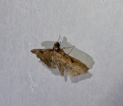 Nacoleia charesalis