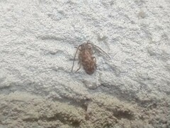 Eupogonius tomentosus