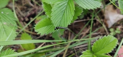Lepidoptera