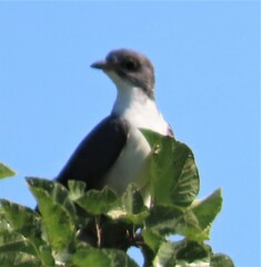 Pachycoccyx audeberti