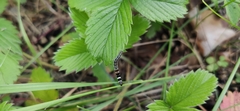 Lepidoptera