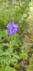 Veronica teucrium