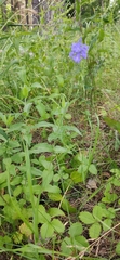 Veronica teucrium