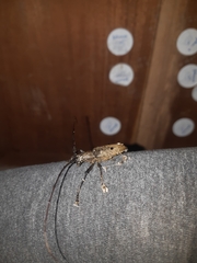 Pelargoderus bipunctatus